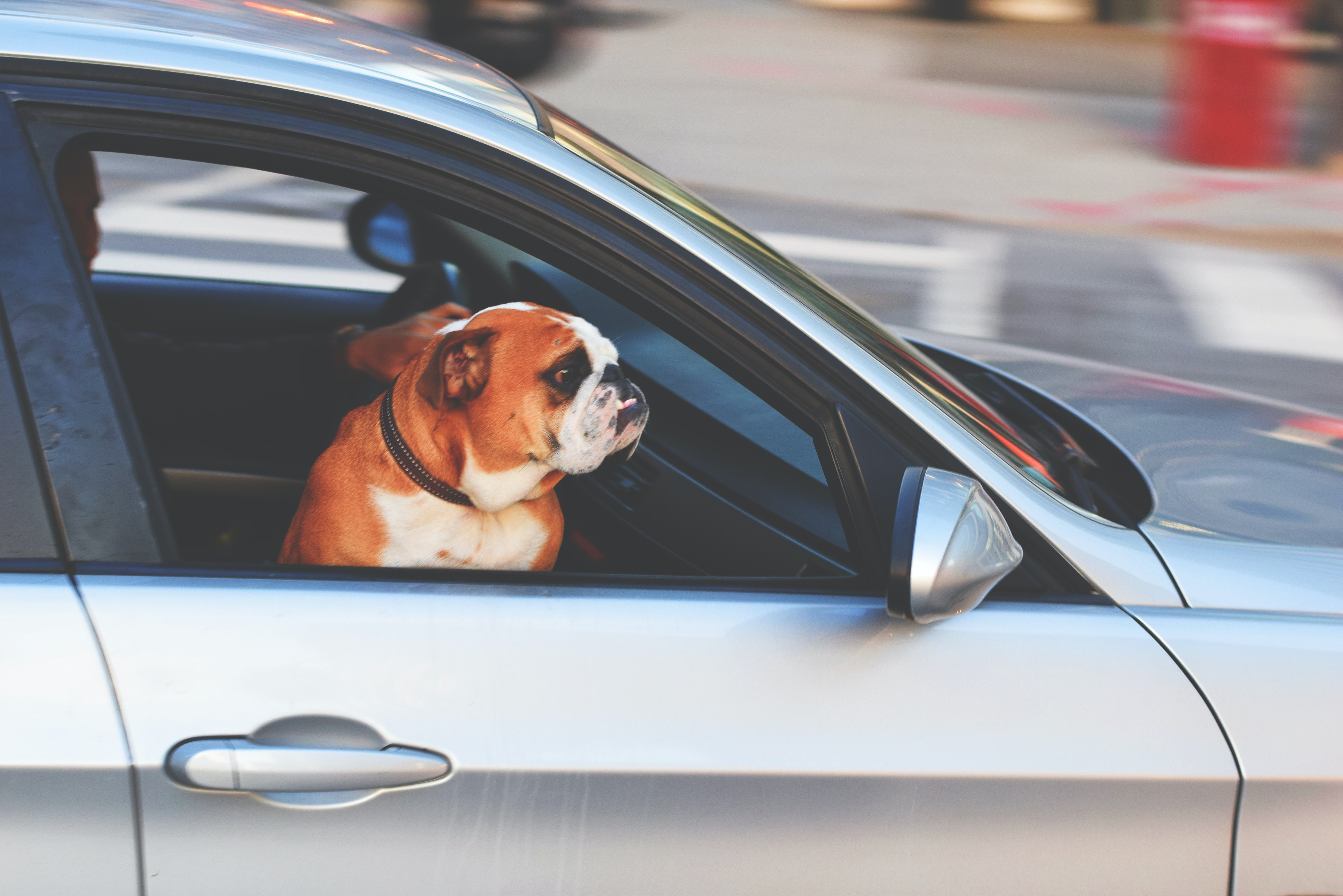 Comment voyager avec son animal de compagnie ?