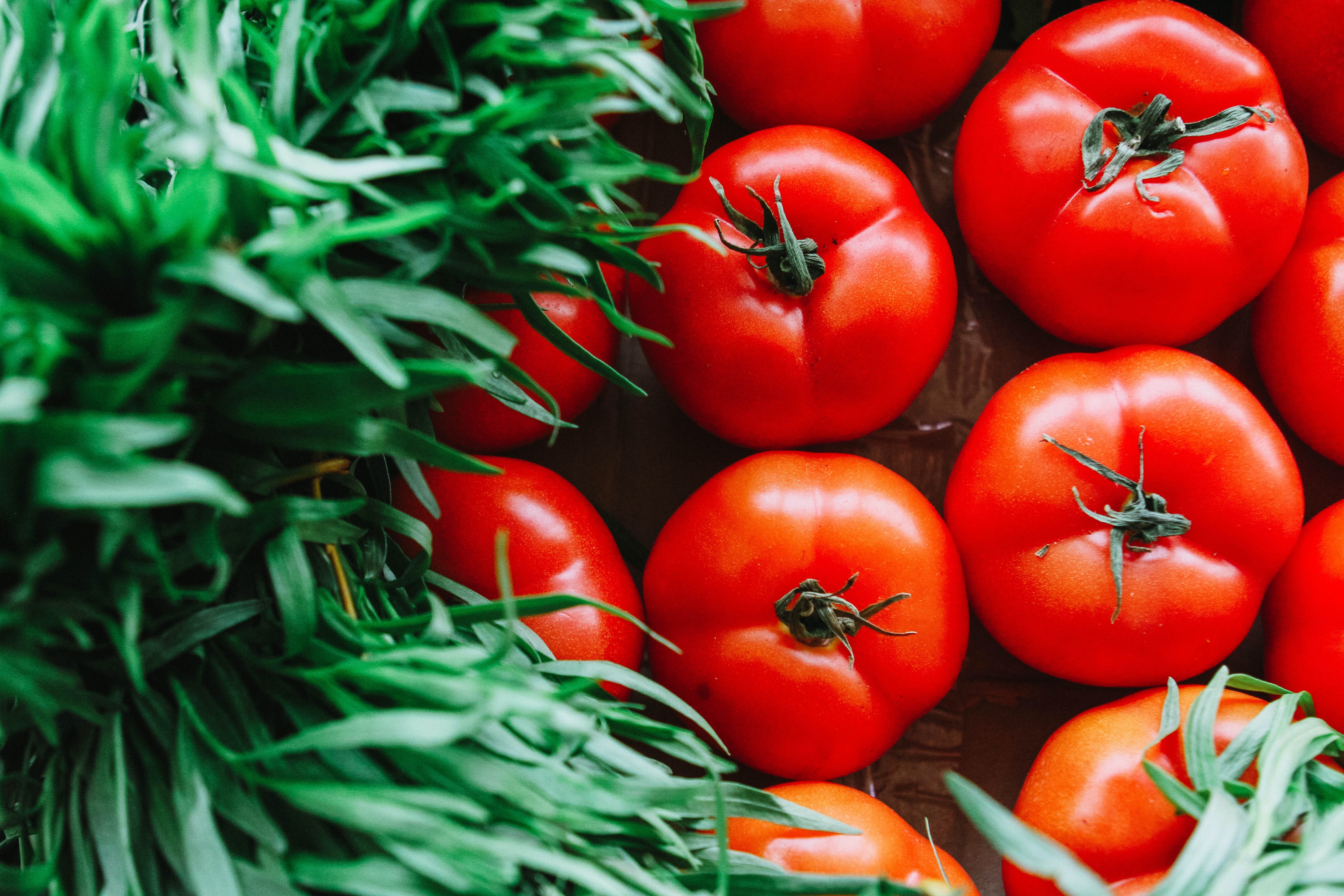 La clef du succès pour avoir des plants de tomates réussis