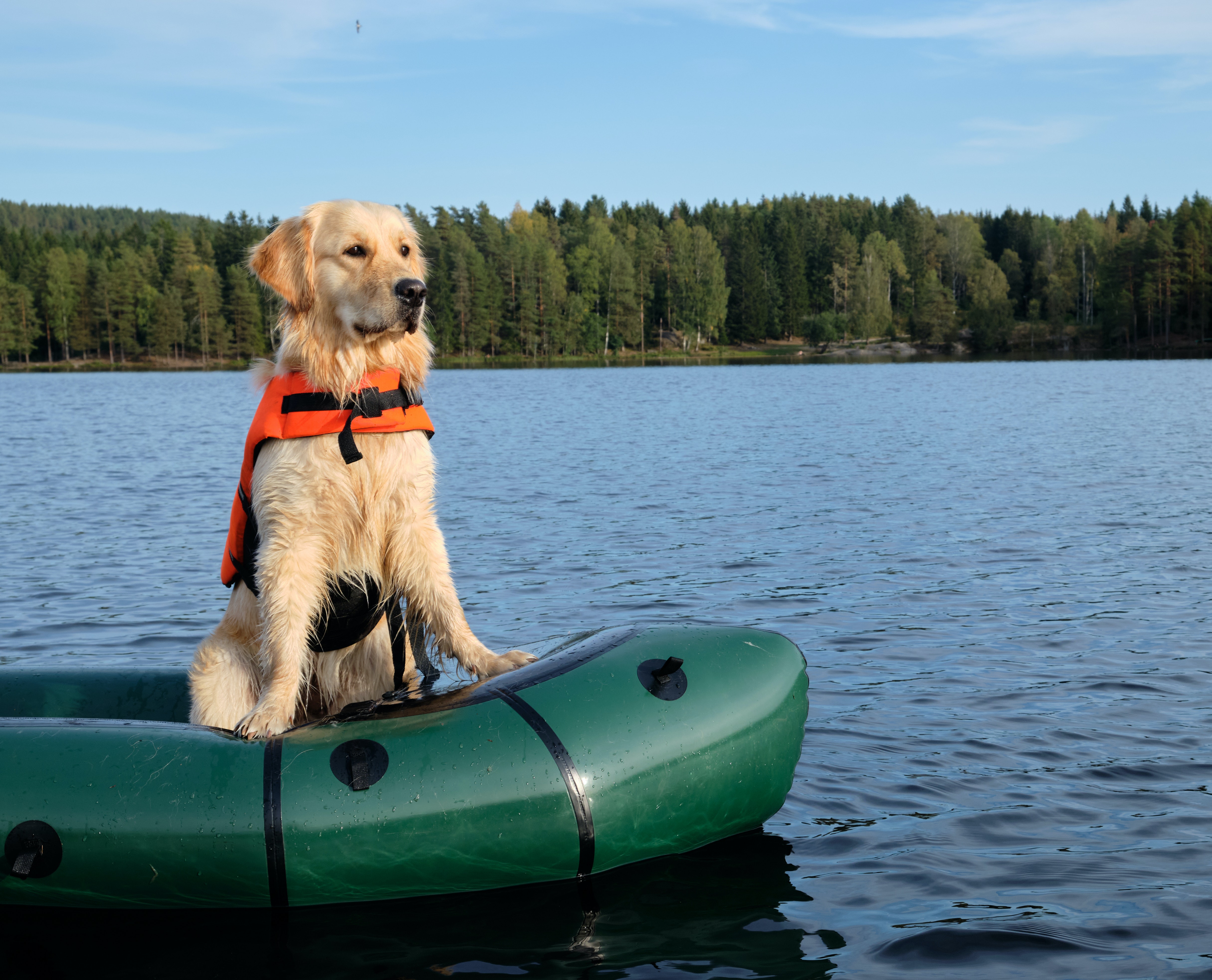 chien voyage