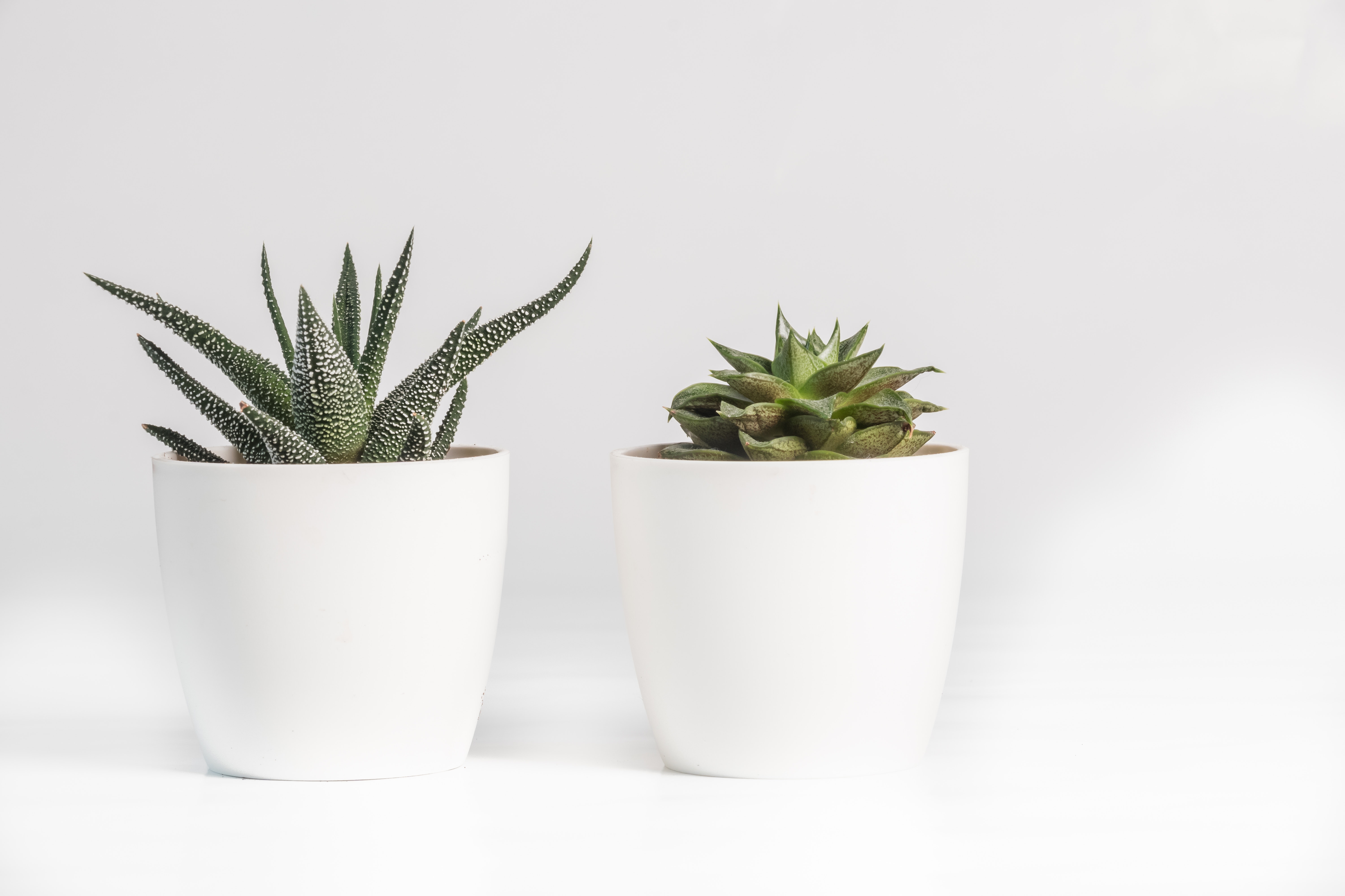plantes remèdes